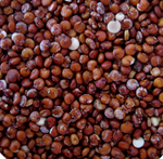 Quinoa Red  Organic